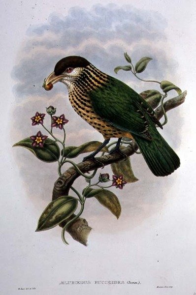 Witoor Katvogel - Ailuroedus Buccoides (kleur litho) door William Matthew Hart