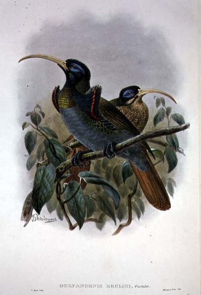 Witte sikkelvogel van het paradijs door William Matthew Hart
