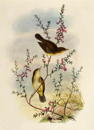Witgevlekte Vliegenvanger (Pseudogerygone notata), gravure door William Matthew Hart, Verenigd Koninkrijk door William Matthew Hart