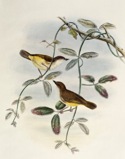 Geelbuikgerygone (Gerygone chrysogaster), lithografie uit Birds of Asia door William Matthew Hart
