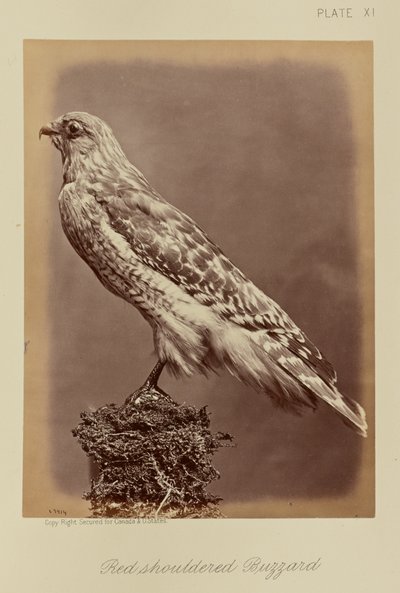 Roodschouderbuizerd door William Notman