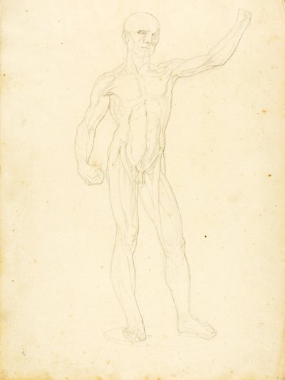 (Een Ecorche, vooraanzicht) door William Page
