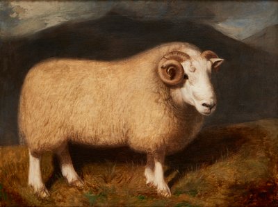 Een Cheviot Ram door William Shiels