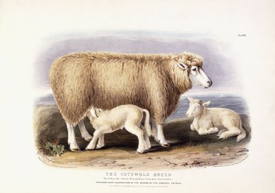 Het Cotswold-ras, ooi, 8 jaar oud, 1840-1842 door William Shiels