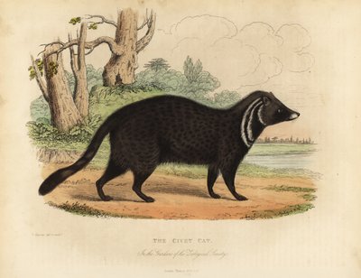 Afrikaanse civetkat, Civettictis civetta door William Smellie