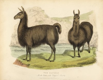 Alpaca, Vicugna pacos door William Smellie