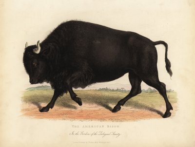 Amerikaanse bizon of buffel, Bison bison door William Smellie