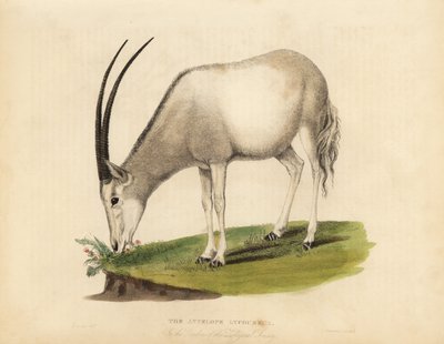 Arabische oryx of witte oryx, Oryx leucoryx. Kwetsbaar door William Smellie