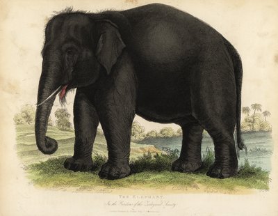 Aziatische olifant, Elephas maximus, bedreigd door William Smellie