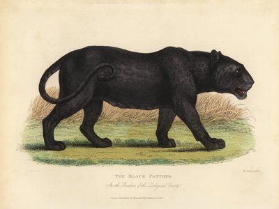 Zwarte panter, Panthera pardus of Panthera onca door William Smellie
