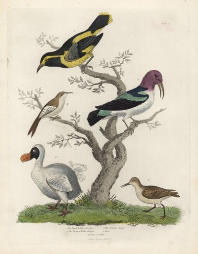 Zwart-gele boomkruiper, bruin-witte boomkruiper, Certhia americana, Cayenne boomkruiper, Dacnis cayana, Dodo, Raphus cucullatus, en purre of strandloper, Calidris alpina. Handgekleurde kopergravure door William Smellie