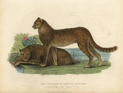Jachtluipaard, Acinonyx jubatus door William Smellie