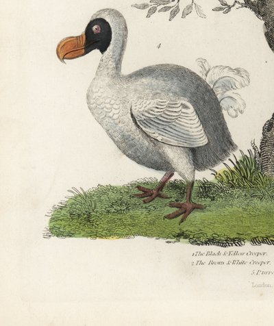 Dodo, Raphus cucullatus, uitgestorven loopvogel (voorheen Didus ineptus). Handgekleurde kopergravure door een onbekende kunstenaar uit William Smellie