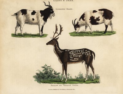 Huiskippen en damherten of hertenvlees door William Smellie