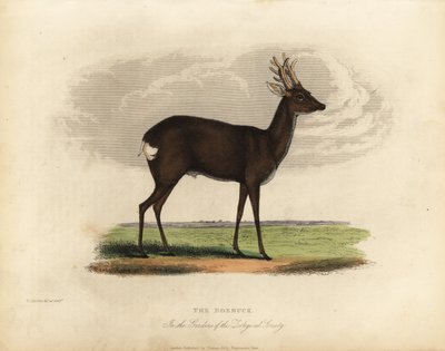 Europese ree, Capreolus capreolus door William Smellie