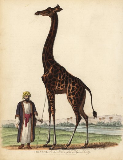 Giraffe, Giraffa camelopardalis door William Smellie