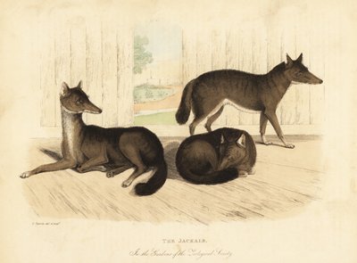 Gouden jakhals, Canis aureus door William Smellie