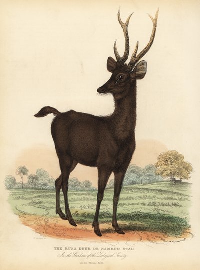 Javan rusa of Sunda sambar hert, Rusa timorensis. Kwetsbaar door William Smellie