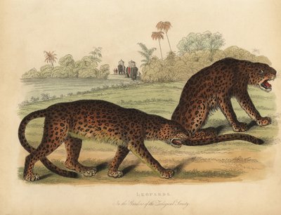 Luipaarden, Panthera pardus door William Smellie