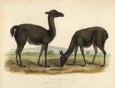 Lama, Lama glama door William Smellie