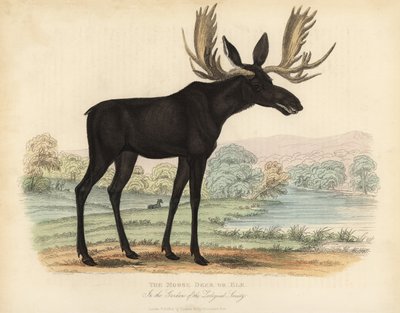 Eland, Alces alces door William Smellie