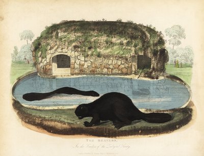 Noord-Amerikaanse bever, Castor canadensis door William Smellie