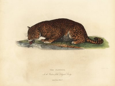 Panter, Panthera pardus of Panthera onca door William Smellie