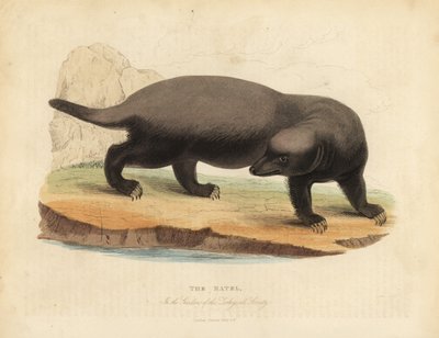 Ratel of honingdas, Mellivora capensis door William Smellie