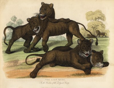 De leeuwenwelpen in de tuinen van de Zoological Society door William Smellie