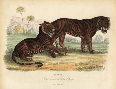 Tijger, Panthera tigris, bedreigd door William Smellie
