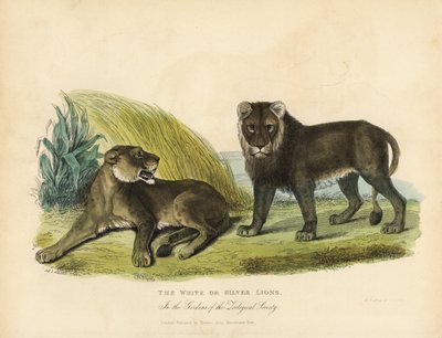 Witte of zilveren leeuwen, Panthera leo melanochaita door William Smellie