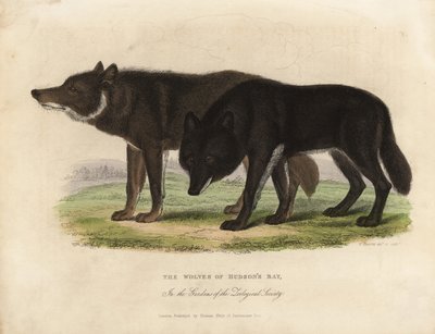 Wolven van Hudson Bay, Canis lupus door William Smellie