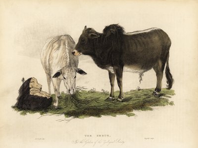Zebu, Bos primigenius indicus door William Smellie