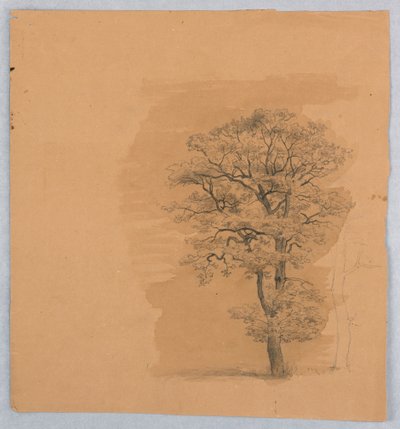 Studie van Bladeren door William Stanley Haseltine