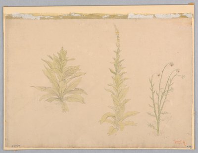 Studie van toortsplanten door William Stanley Haseltine