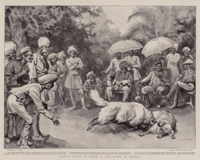 Inheemse Sport in India, een Ramgevecht in Bengalen door William T. Maud
