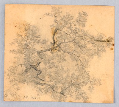 Studie van iep door William Trost Richards