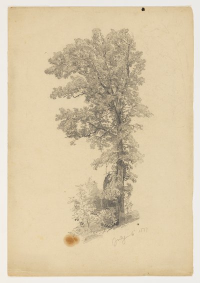 Studie van gebladerte door William Trost Richards