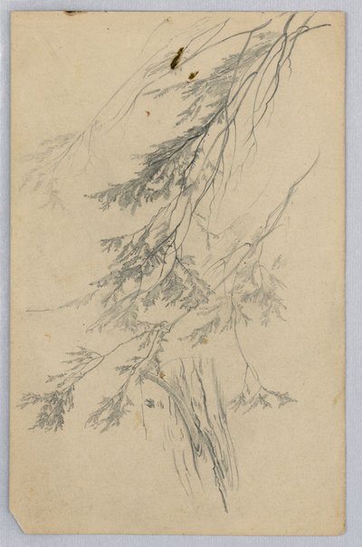 Studie van Bladwerk door William Trost Richards