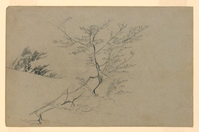 Studie van gebladerte door William Trost Richards