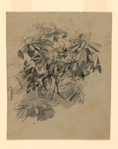 Studie van Bladeren door William Trost Richards