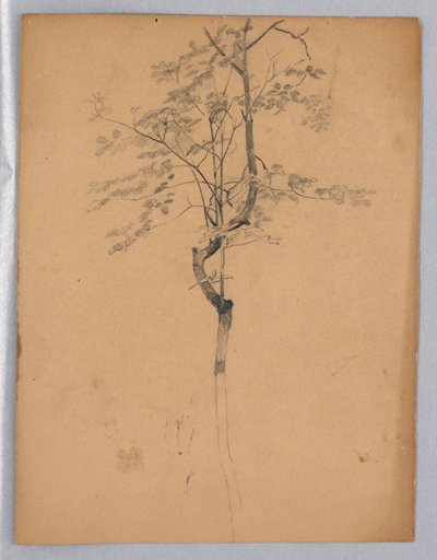 Studie van Bladeren door William Trost Richards