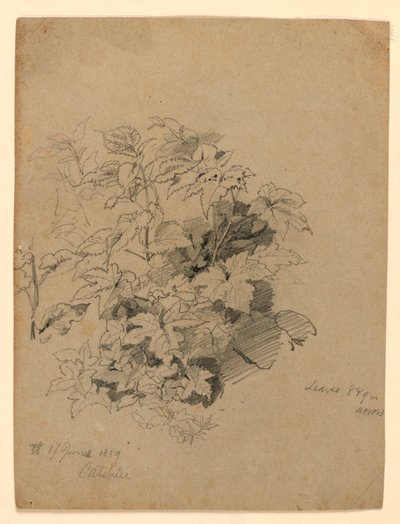 Studie van gebladerte door William Trost Richards