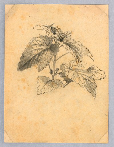 Studie van gebladerte door William Trost Richards