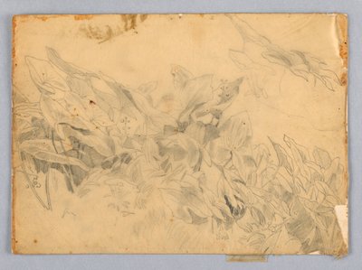 Studie van gebladerte door William Trost Richards