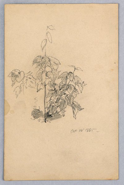 Studie van gebladerte door William Trost Richards