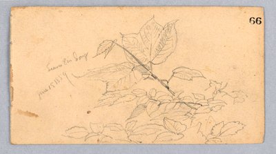 Studie van Bladeren door William Trost Richards