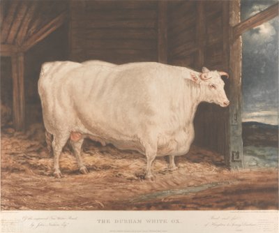 De Durham Witte Os van het Verbeterde Tees Water Ras, door John Nesham, Esqr. Gefokt en gevoed van Houghton le Spring, Durham door William Ward