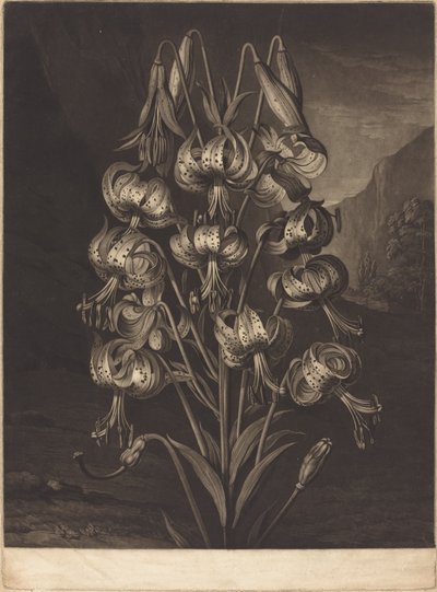 De Prachtige Lelie door William Ward after Philip Reinagle