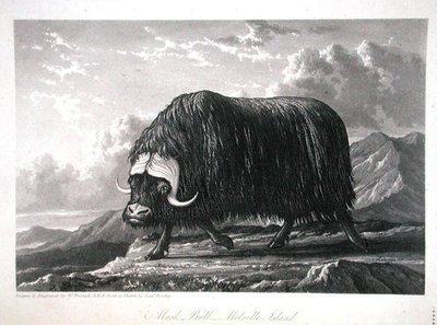 Muskusos, Melville Island, uit Journal of a Voyage for the Discovery of a North West Passage from the Atlantic to the Pacific uitgevoerd in de jaren 1819-20, door William Edward Parry, gepubliceerd 1821 door William Westall